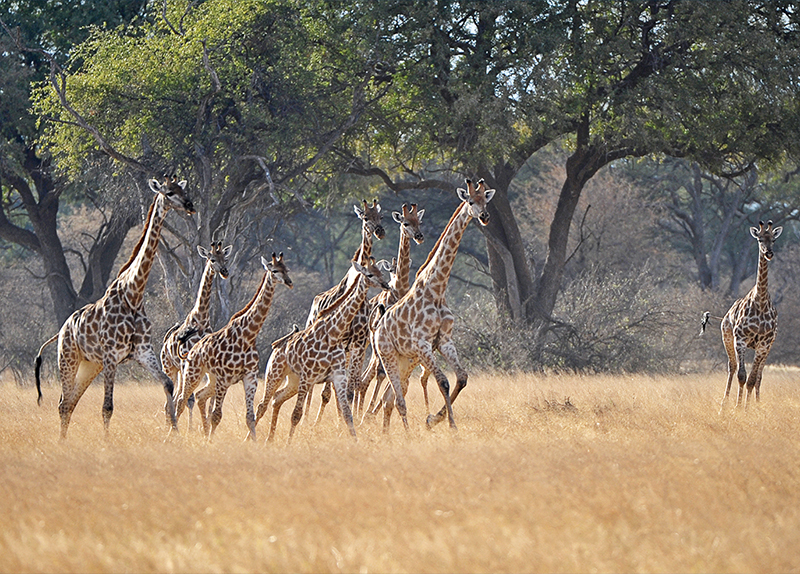 Wildlife Fears Sound of Humans Most, New Study Finds0