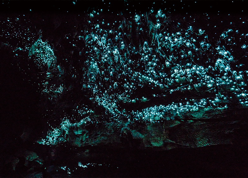 Exploring the Wonders of the Waitomo Glowworm Caves0