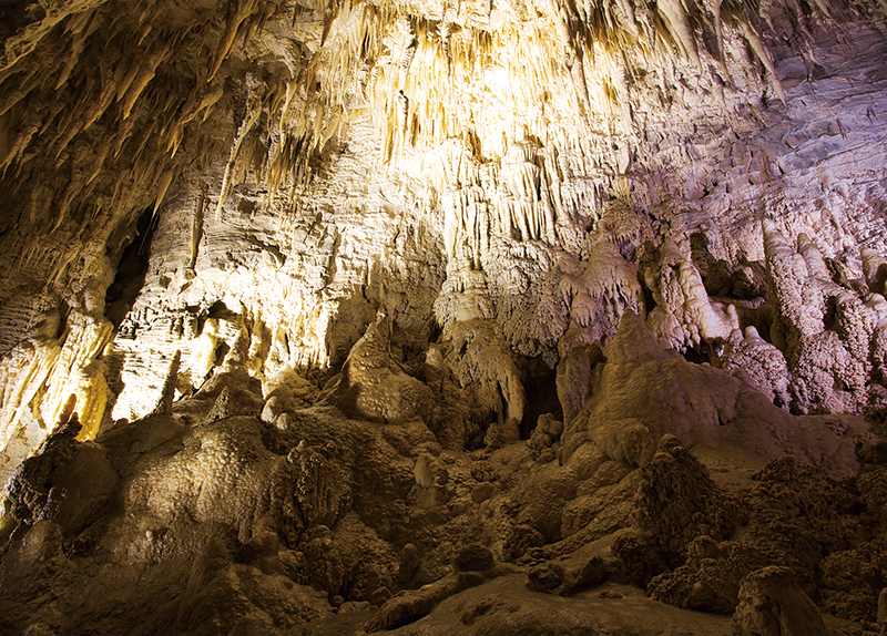 Exploring the Wonders of the Waitomo Glowworm Caves4