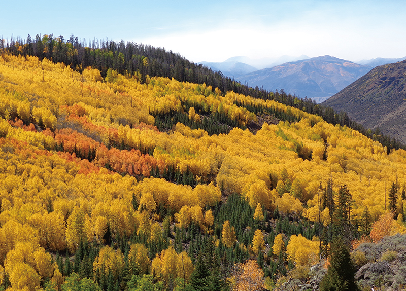 Fishlake National Forest0