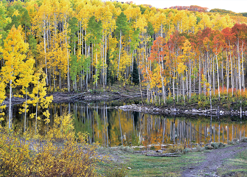 Fishlake National Forest3