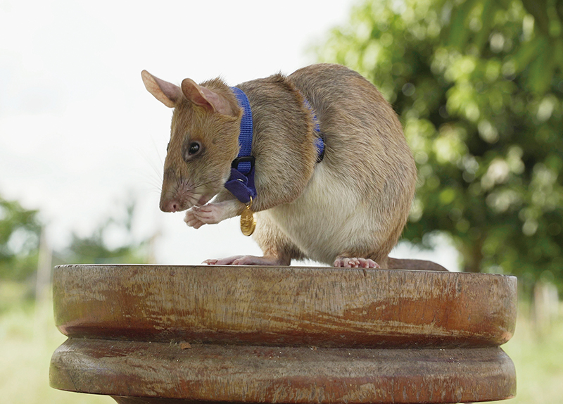Super Rats: A New Ally in Combating Wildlife Trafficking0