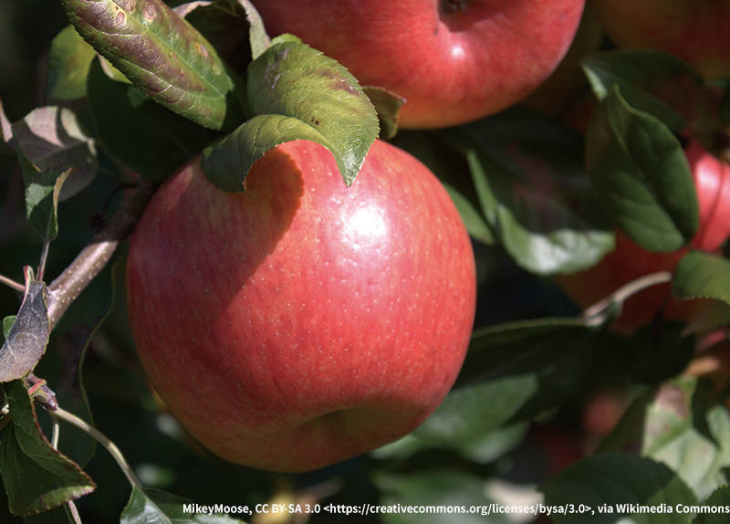 The History of the Honeycrisp Apple0