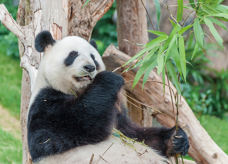 Panda Diplomacy0