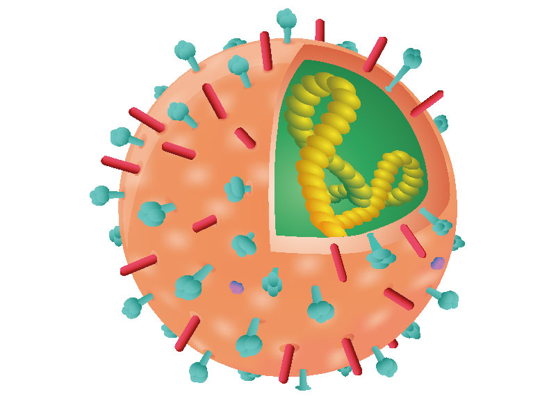 The Emergence of the Influenza Virus0