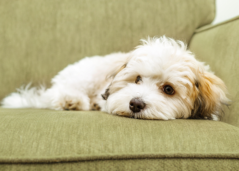 Nearly 30% of Koreans Own Pets, but Many Are Left Alone for Hours0
