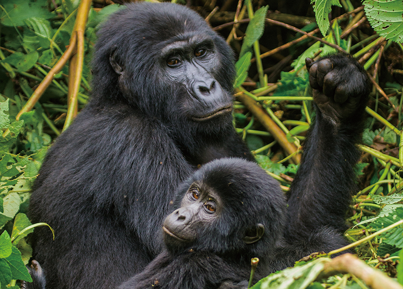 Oil Drilling Plans Put Congos Pristine Forest and Rare Wildlife in Danger0