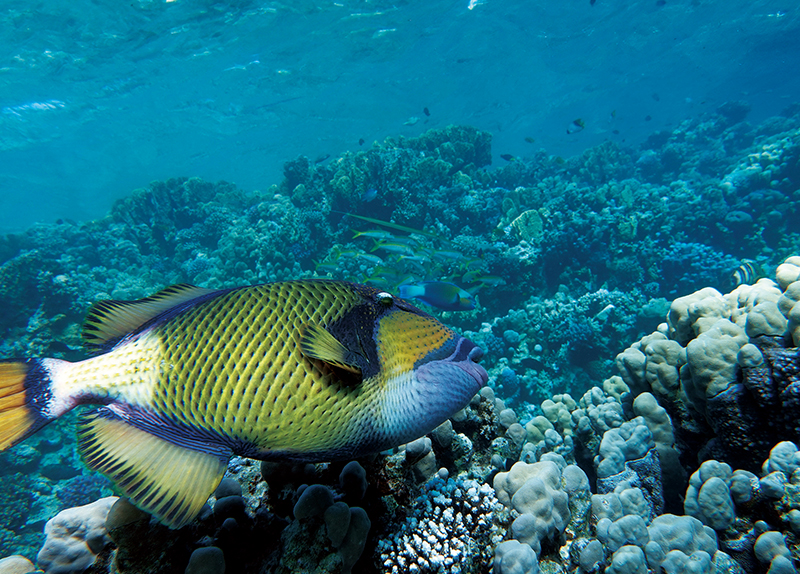 Aggressive Titan Triggerfish Sighting Startles Divers in Okinawa0