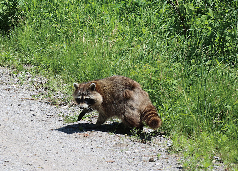 Raccoon Sightings Raise Safety Concerns Across Seoul0