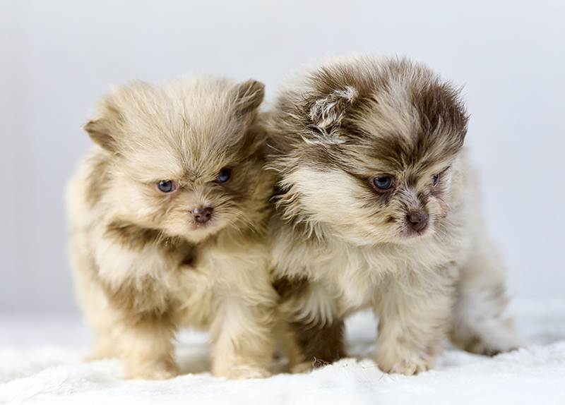 RE: How Can I Convince My Parents To Get a Dog?0