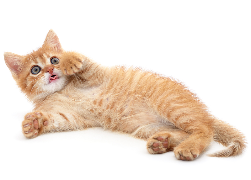 RE: How Can I Convince My Parents To Get a Dog?8