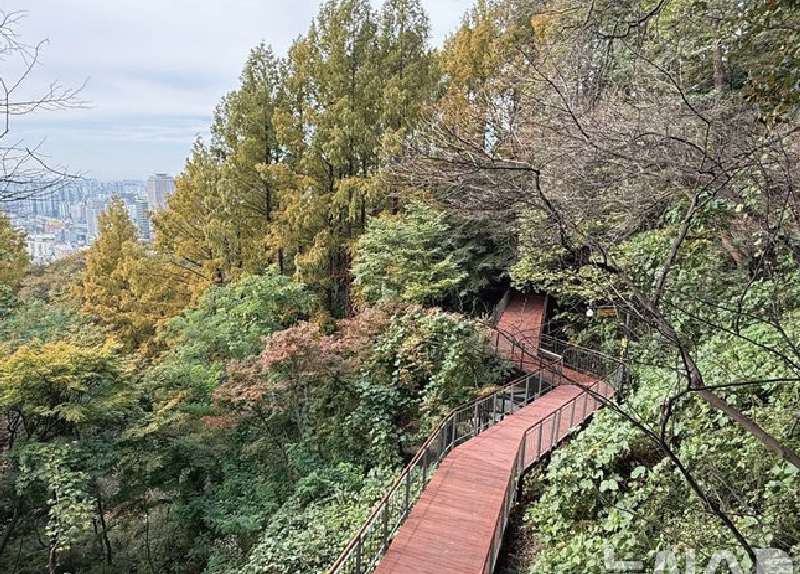 Namsan Sky Forest Trail Opens for All Visitors0