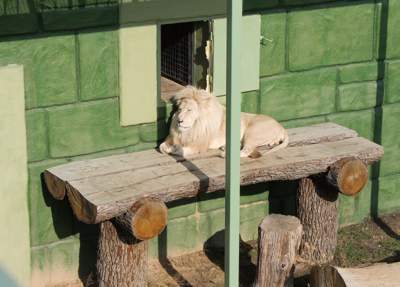 Should Zoos Operate Only as Rescue Centers?12