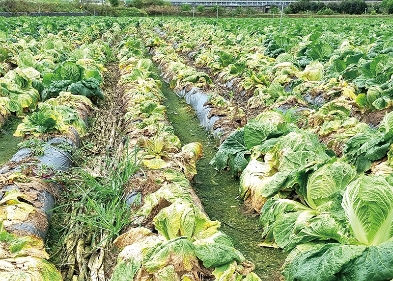 Heavy Rains Devastate Korean Crops0