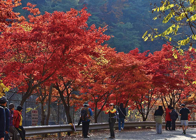 After 58 Years, SNU��s Arboretum Opens Its Doors to the Public0