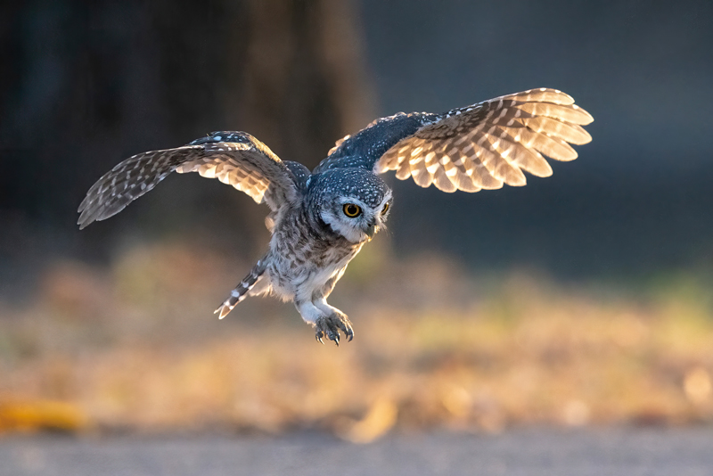 Trump Pushes To Roll Back Protections for Endangered Species0