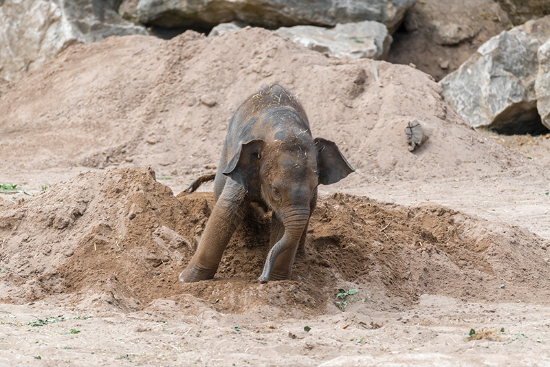 A Blossom of Hope: Zoo Welcomes First Asian Elephant Calf in Decades0