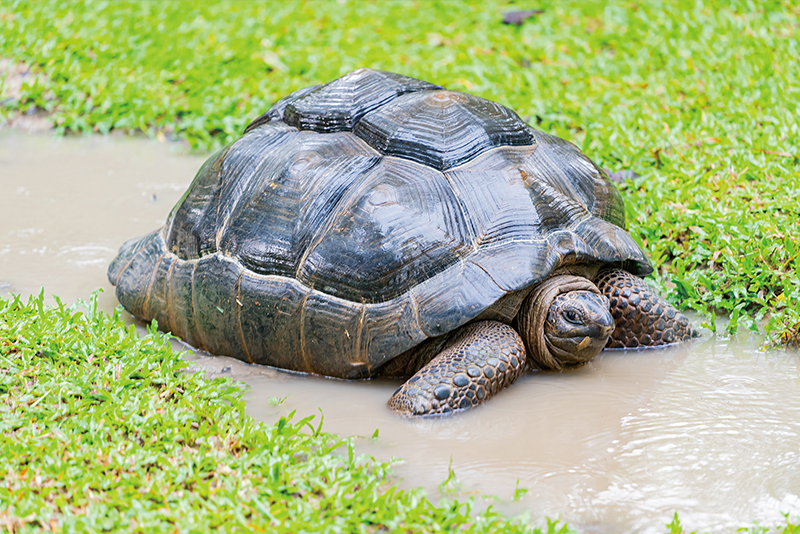Giant Tortoises Return to Gal?pagos Island After Nearly 2 Centuries0