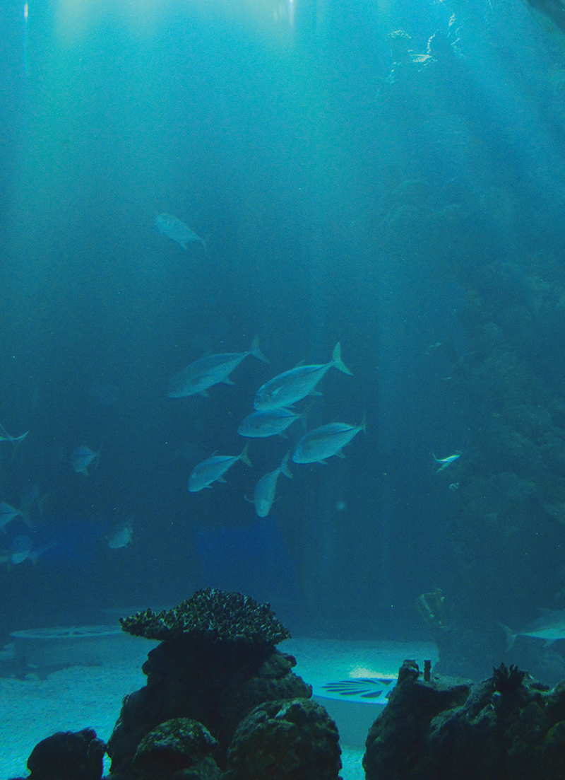 The History of Aquariums0