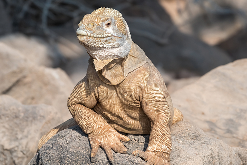 Galapagos Islands3