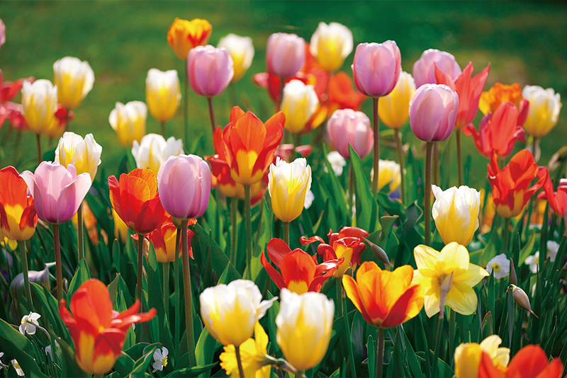 RE: My Favorite Spring Flower5