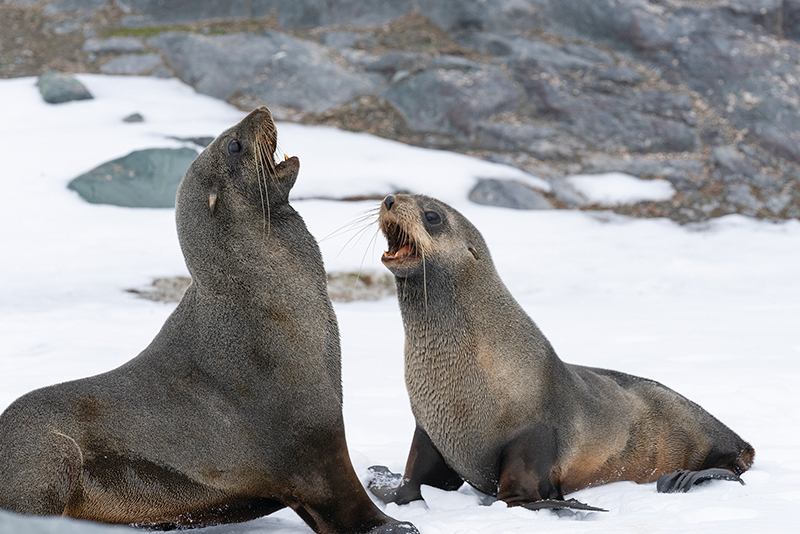 2 Iconic Polar Species Now Endangered Due to Climate Change0