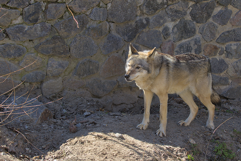 Zoo Wolf Neuk-gu��s 9-Day Escape Ends in Rescue0
