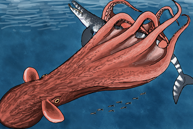 Giant ‘Kraken’ Octopuses May Have Ruled Ancient Seas0