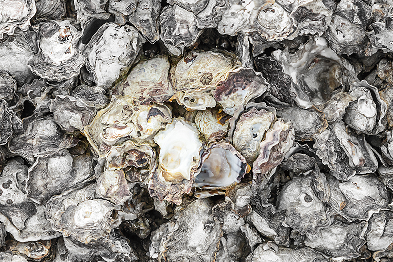 Scientists Find New Uses for Discarded Oyster Shells0