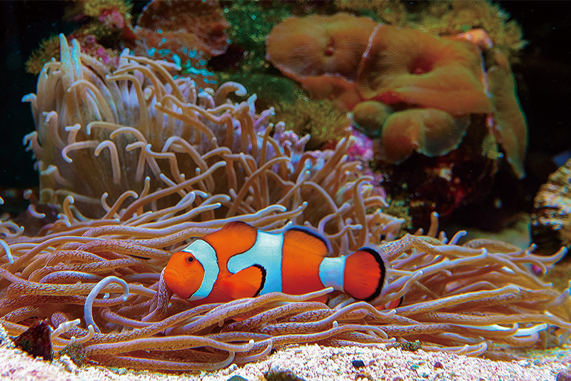 RE: My Favorite Fish8