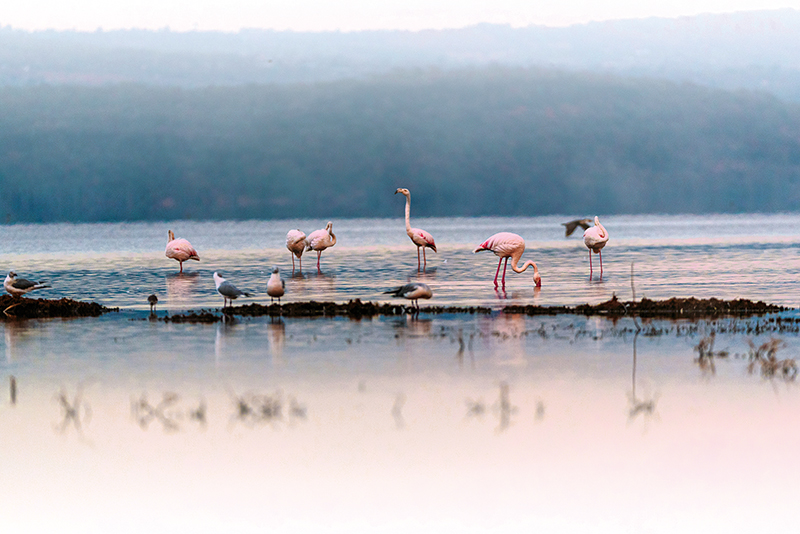 Lake Nakuru0
