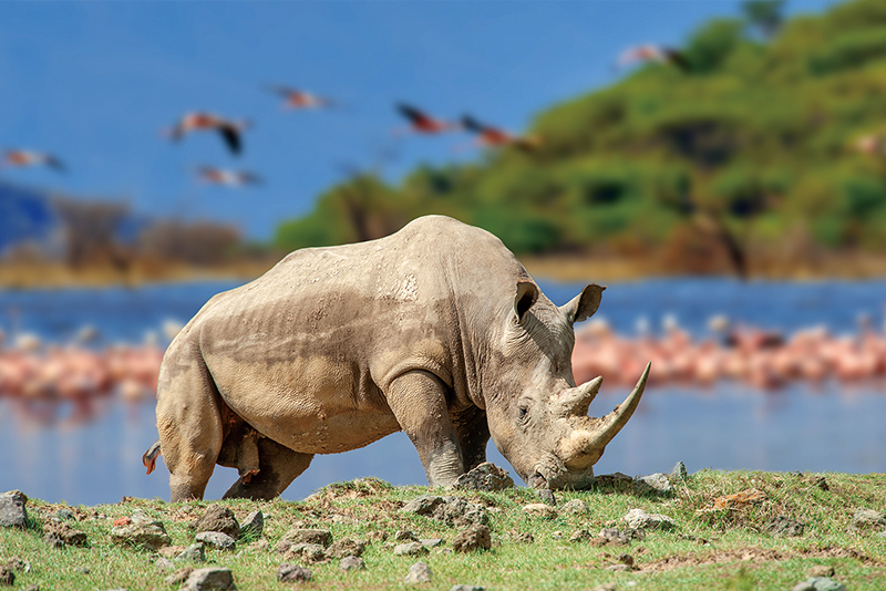 Lake Nakuru3
