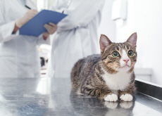 Cat Hairs Revolutionize Forensic Science - Science