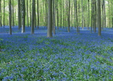 Exploring the Enchanting Hallerbos: A Symphony of Bluebells in Belgium - Places