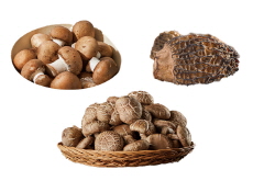 Edible Mushrooms - Reader's Voices