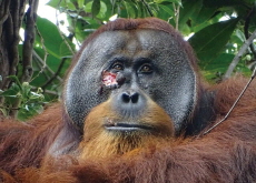 Orangutan Uses Medicinal Plant on Wound - Science