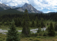 Researchers Map Tree Genomes To Find Trees Resilient to Climate Change - Science