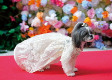 AKC Museum of the Dog Hosts Inaugural Pet Gala in  New York City - Global News