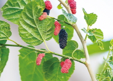 The Health Benefits of Mulberries - Health