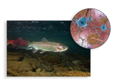 Fish Brains Host Bacteria: A New Perspective on Microbial Communities in Animals - Science