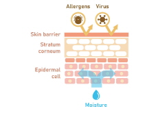 What Is the Skin Barrier? - Trend