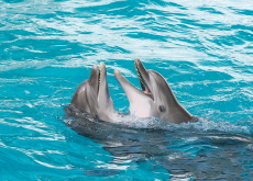 A Dolphin’s Smile - Science