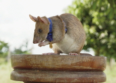 Super Rats: A New Ally in Combating Wildlife Trafficking - Science