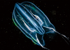 Comb Jellies Reverse Age To Survive - Science