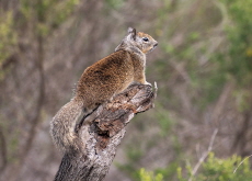 Ground Squirrels Exhibit Carnivorous Behavior in California - Science