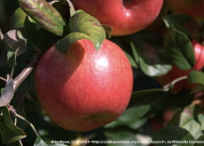 The History of the Honeycrisp Apple - History