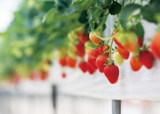 Where To Go Strawberry Picking in South Korea - Places