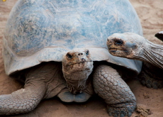 Philadelphia Zoo Welcomes Rare Galápagos Tortoise Hatchlings - Global News