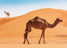 Exploring Jordan: A Blend of Ancient Wonders and Warm Hospitality - Places