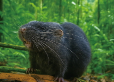 The Discovery of a New Mouse - Reader's Voices